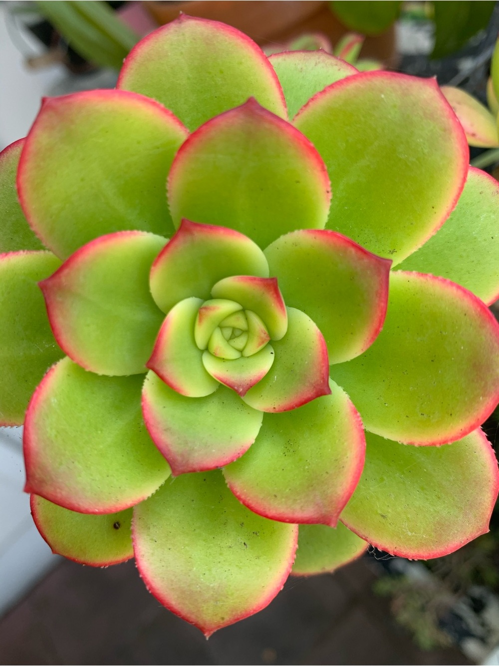 5 Succulent Cuttings Aeonium Kiwi Medium Sized 2-4 inch clipping garden plant